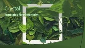  Presentation with biodiversity - Theme with foliage-background-with-a-variety background and a tawny brown colored foreground