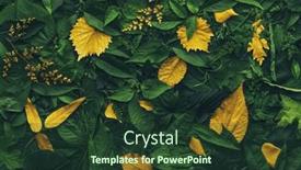  Presentation with biodiversity - Slides having foliage-background-with-a-variety background and a tawny brown colored foreground