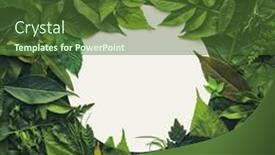  Presentation with environmentally friendly - Presentation featuring foliage-background-with-a-variety background and a  colored foreground