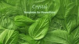  Presentation with environmentally friendly - PPT theme enhanced with foliage-background-with-bright-green background and a forest green colored foreground