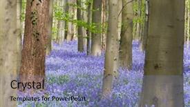  Presentation with first - Beautiful slide set featuring foliage in a springtime bluebell backdrop and a seafoam green colored foreground