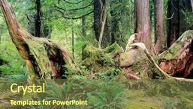 Presentation with british columbia canada - PPT theme consisting of foliage in rain forest background and a tawny brown colored foreground