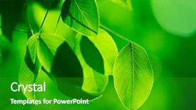  Presentation with green foliage - Colorful slides enhanced with foliage in the morning sun backdrop and a shamrock green colored foreground