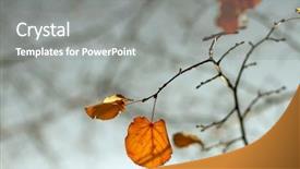  Presentation with fall foliage - PPT theme having foliage lonely leaves against sky background and a gray colored foreground