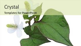  Presentation with mint - Presentation design consisting of folk medicine - houttuynia cordata chameleon fish mint background and a soft green colored foreground