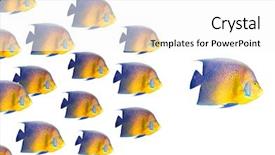  Presentation with fish - Slide deck consisting of outstanding leaders - big fish leading others background and a white colored foreground