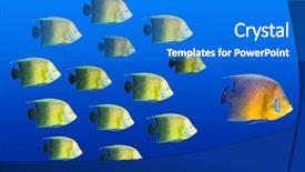  Presentation with school leadership - Theme enhanced with leadership concept - big fish leading background and a cobalt blue colored foreground