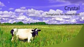  Presentation with green food habit - PPT theme with folwer - cow on green meadow background and a light blue colored foreground