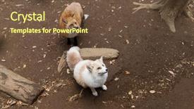  Presentation with fenway park - Presentation with foo - fox in the park background and a tawny brown colored foreground