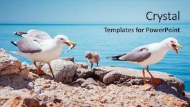  Presentation with atlantic - PPT theme enhanced with nestle food - bird's nest on the atlantic background and a light blue colored foreground