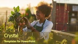  Presentation with community garden - Slide set with food - young african american woman inspecting background and a tawny brown colored foreground