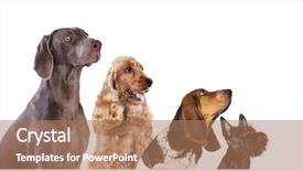  Presentation with dogs - Beautiful PPT theme featuring food balance - group of dogs is looking backdrop and a coral colored foreground