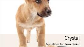  Presentation with bowl - Colorful slide deck enhanced with food blue - funny puppy eating from bowl backdrop and a lemonade colored foreground