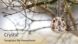  Presentation with coconut tree - Audience pleasing slides consisting of food blue - homemade bird feeder coconut fat backdrop and a lemonade colored foreground
