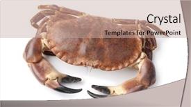  Presentation with edible crab - Amazing theme having food cancer - fresh raw edible sea crab backdrop and a coral colored foreground