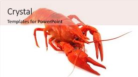  Presentation with crustacean - Amazing presentation design having food cancer - red crustacean isolated on white backdrop and a lemonade colored foreground