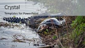  Presentation with turtle - Colorful presentation enhanced with food chain - alligator with a large turtle backdrop and a light gray colored foreground