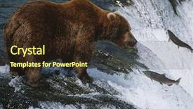  Presentation with brown bear - Theme featuring food chain - brown bear grizzly bear looking background and a wine colored foreground