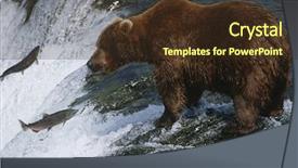  Presentation with salmon - Slides featuring food chain - canada grizzly bear standing background and a tawny brown colored foreground