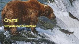  Presentation with salmon - Theme having food chain - canada grizzly bear standing background and a tawny brown colored foreground