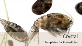 Presentation with ostracod - Slide deck having food chain - fresh water copeopods green algae background and a coral colored foreground