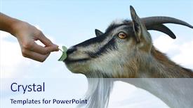  Presentation with chain - Presentation design with food chain - goat and hand with leaf background and a sky blue colored foreground