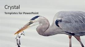  Presentation with catfish - Theme having food chain - great blue heron background and a light gray colored foreground