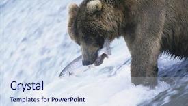  Presentation with food fish - Cool new presentation theme with food chain - grizzly bear swimming with fish backdrop and a sky blue colored foreground