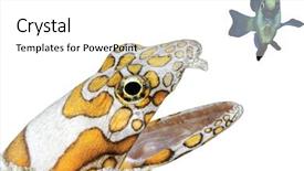  Presentation with food fish - PPT layouts having food chain - moray eel trying to eat background and a white colored foreground