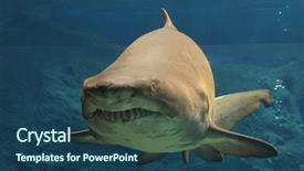  Presentation with shark - Amazing theme having food chain - shark floating in water backdrop and a ocean colored foreground