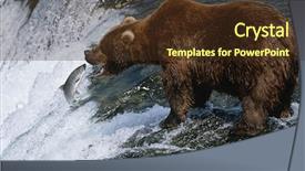  Presentation with brown bear - Amazing presentation having lonely bench in the alps mountain a great place to relax in loneliness nature landscape backdrop and a sky blue colored foreground.