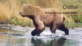  Presentation with water park - Presentation consisting of food chain - usa alaska katmai national park background and a coral colored foreground