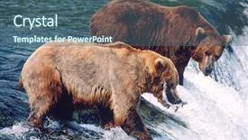  Presentation with national - Beautiful presentation theme featuring food chain - usa alaska katmai national park backdrop and a ocean colored foreground