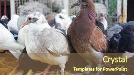  Presentation with street - Colorful presentation design enhanced with food chain - young pigeons sold backdrop and a violet colored foreground