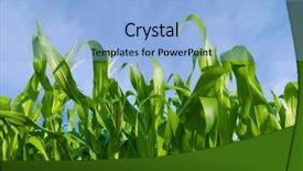  Presentation with corn field - Cool new PPT theme with food climate seasons - corn field backdrop and a light blue colored foreground