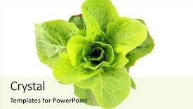  Presentation with farm food - Cool new presentation theme with food climate seasons - farm fresh green butter lettuce backdrop and a yellow colored foreground