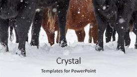  Presentation with pasture - Presentation design featuring food climate seasons - herd of cows background and a light gray colored foreground