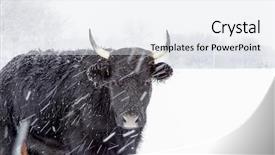  Presentation with climate - Colorful presentation theme enhanced with food climate seasons - herd of cows backdrop and a sky blue colored foreground