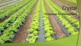  Presentation with funeral farm - Audience pleasing PPT theme consisting of food climate seasons - lettuce field on a farm backdrop and a  colored foreground