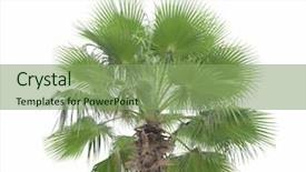  Presentation with palm oil seeds of tree - Amazing presentation theme having young chinese woman in action with autumn leaves backdrop and a gray colored foreground