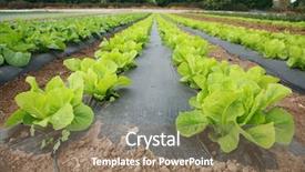  Presentation with farm food - Beautiful PPT theme featuring food climate seasons - rows and rows of fresh backdrop and a  colored foreground