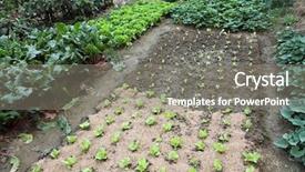  Presentation with soil fertilizer - Colorful theme enhanced with soil fertilizer lettuces - vegetable garden backdrop and a mint green colored foreground