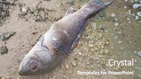  Presentation with lake fish - Beautiful PPT theme featuring food contamination - dead fish on the shore backdrop and a gray colored foreground