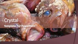 Presentation with marine - Beautiful presentation design featuring food contamination - fresh marine rockfishes backdrop and a coral colored foreground