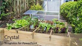  Presentation with vegetable garden - Audience pleasing theme consisting of food contamination - vegetable garden with assortment vegetables backdrop and a coral colored foreground