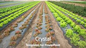  Presentation with crops - Cool new PPT theme with food crops of various vegtables backdrop and a coral colored foreground