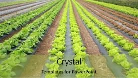  Presentation with crops - Beautiful slides featuring food crops of various vegtables backdrop and a yellow colored foreground
