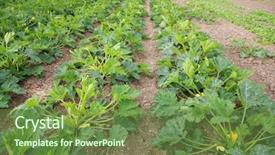  Presentation with crops - Theme with food crops of various vegtables background and a tawny brown colored foreground