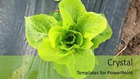  Presentation with crops - Colorful slides enhanced with food crops of various vegtables backdrop and a  colored foreground