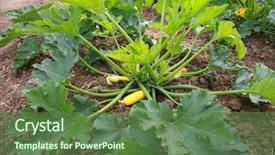  Presentation with crops - Presentation theme having food crops of various vegtables background and a  colored foreground